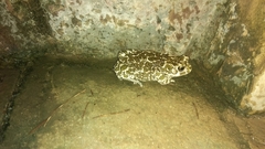 Bufotes viridis viridis