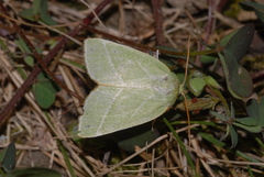Pseudoips prasinana