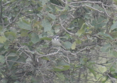 Baeolophus wollweberi