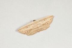 Hyposada hydrocampata