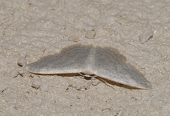 Idaea subsericeata