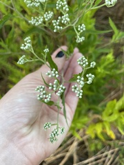Eupatorium serotinum