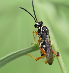 Ceropales maculata