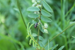 Adelphocoris seticornis