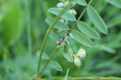 Adelphocoris seticornis