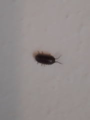 Armadillidium vulgare