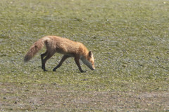 Vulpes vulpes schrencki