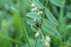 Adelphocoris seticornis