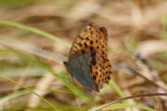 Argynnis laodice japonica