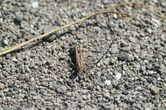 Chorthippus maritimus maritimus