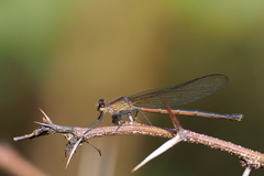 Hetaerina cruentata