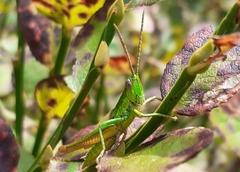 Euthystira brachyptera
