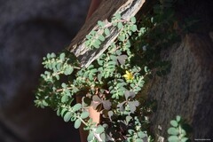 Oxalis corniculata