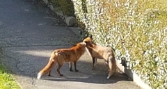 Vulpes vulpes