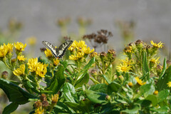 Papilio machaon hippocrates