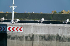 Larus schistisagus