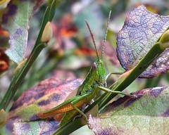 Euthystira brachyptera