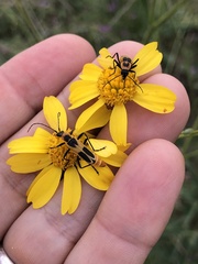 Chauliognathus omissus