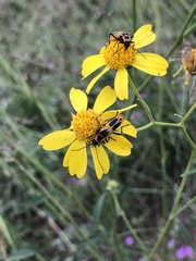 Chauliognathus omissus