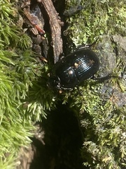 Geotrupes balyi