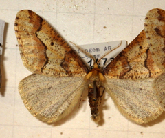 Erannis defoliaria