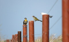 Colaptes campestris campestroides