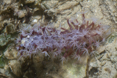 Veretillidae