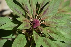 Amaranthus hypochondriacus