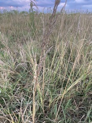 Tridens albescens
