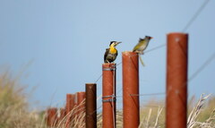 Colaptes campestris campestroides