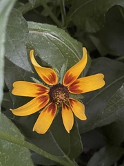 Rudbeckia hirta