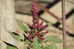 Amaranthus hypochondriacus
