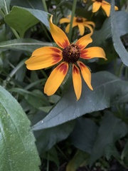 Rudbeckia hirta