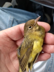 Oporornis agilis