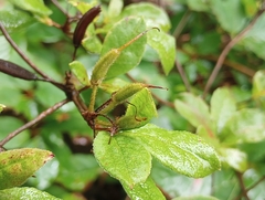 Rhododendron viscosum