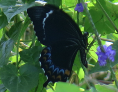 Papilio schmeltzi