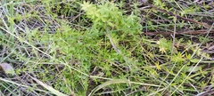 Galium palustre