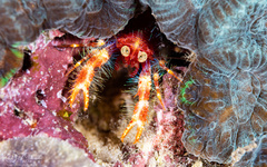 Trapezionida olivarae