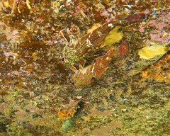Bovichtus angustifrons