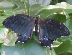 Papilio schmeltzi