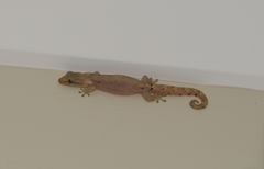 Lepidodactylus lugubris