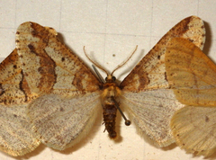 Erannis defoliaria