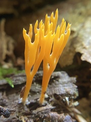 Ramariopsis crocea