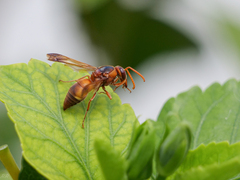 Rhynchium oculatum