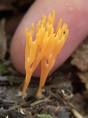 Ramariopsis crocea
