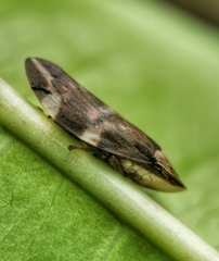 Ptyelinellus praefractus