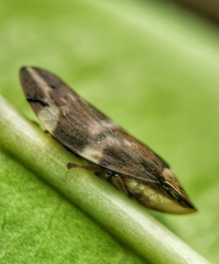 Ptyelinellus praefractus