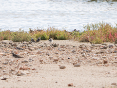Calidris minuta