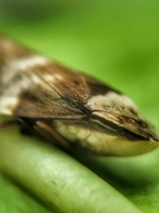 Ptyelinellus praefractus