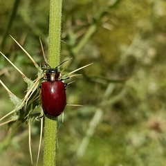 Agrosteomela indica